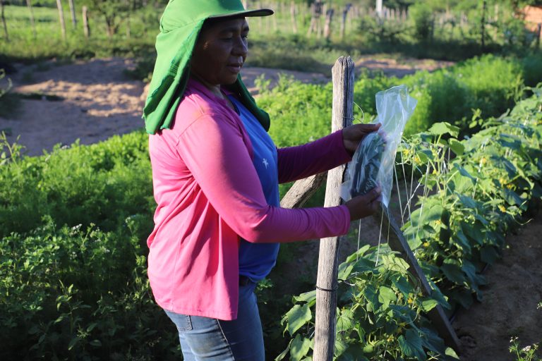 Quintais agroecológicos das Vilas do PISF fortalecem a autonomia econômica e social das mulheres rurais